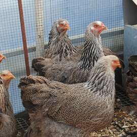 Dark Brahma Kuluçkalik Yumurta