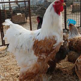 Blue Porselen Brahma Kuluçkalık Yumurta