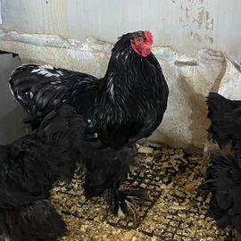 Black Brahma Kuluçkalık Yumurta