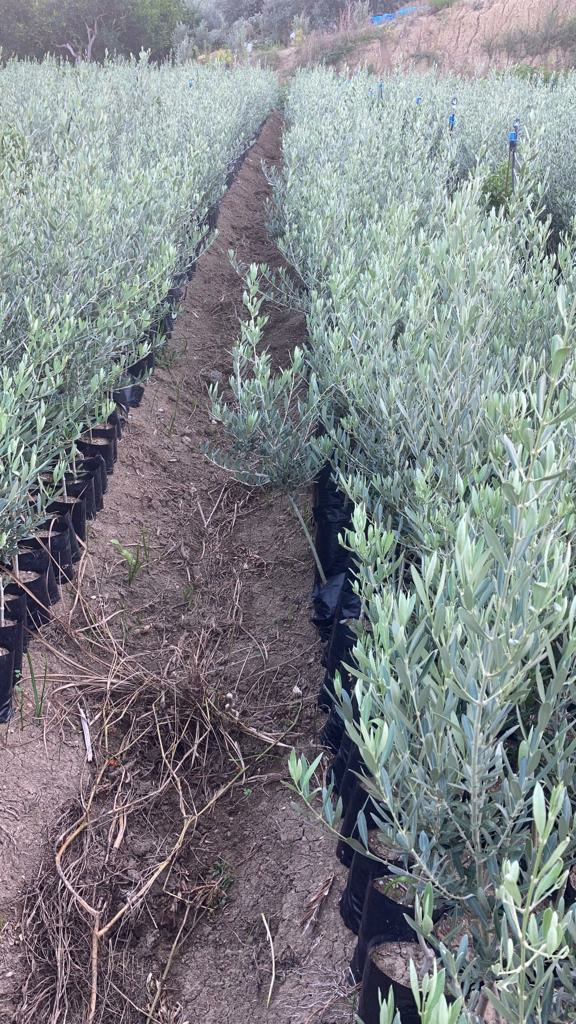 Gemlik Trilye Zeytin Fidanı