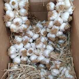 Organik Taşköprü Sarımsağı