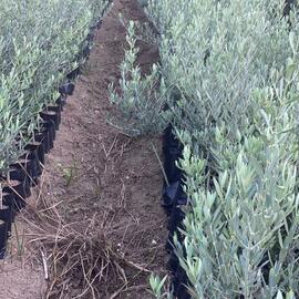 Gemlik Trilye Zeytin Fidanı