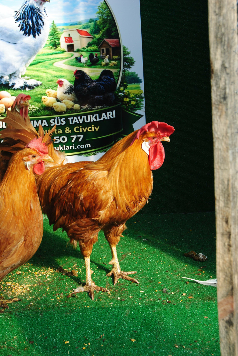 Buff Ligorin Kuluçkalik Yumurta