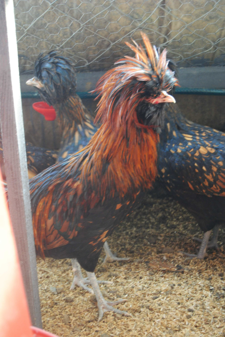 Gold Fizan Kuluçkalik Yumurta