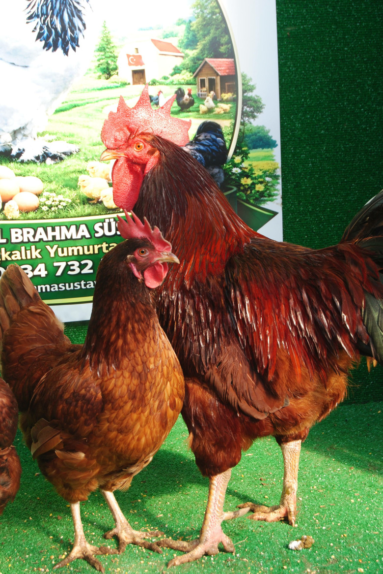 Rhode İsland Red (Rir) Kuluçkalik Yumurta