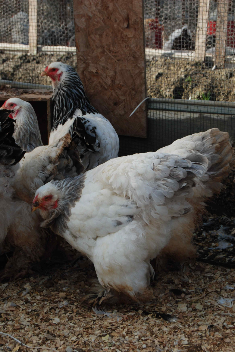 Light Blue Brahma Kuluçkalik Yumurta