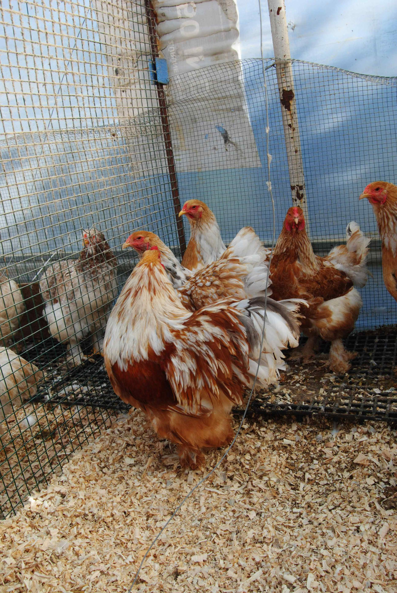 Lemon Pyle Brahma Kuluçkalik Yumurta 