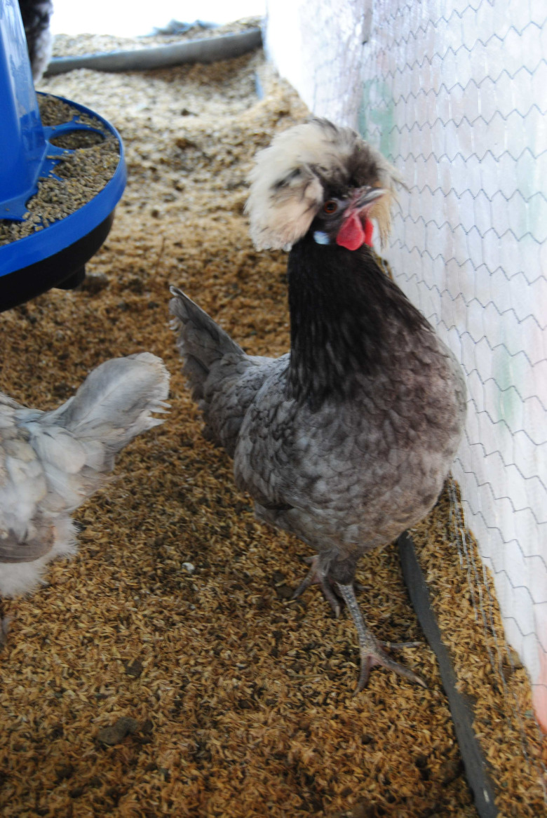 Blue Fizan Kuluçkalik Yumurta