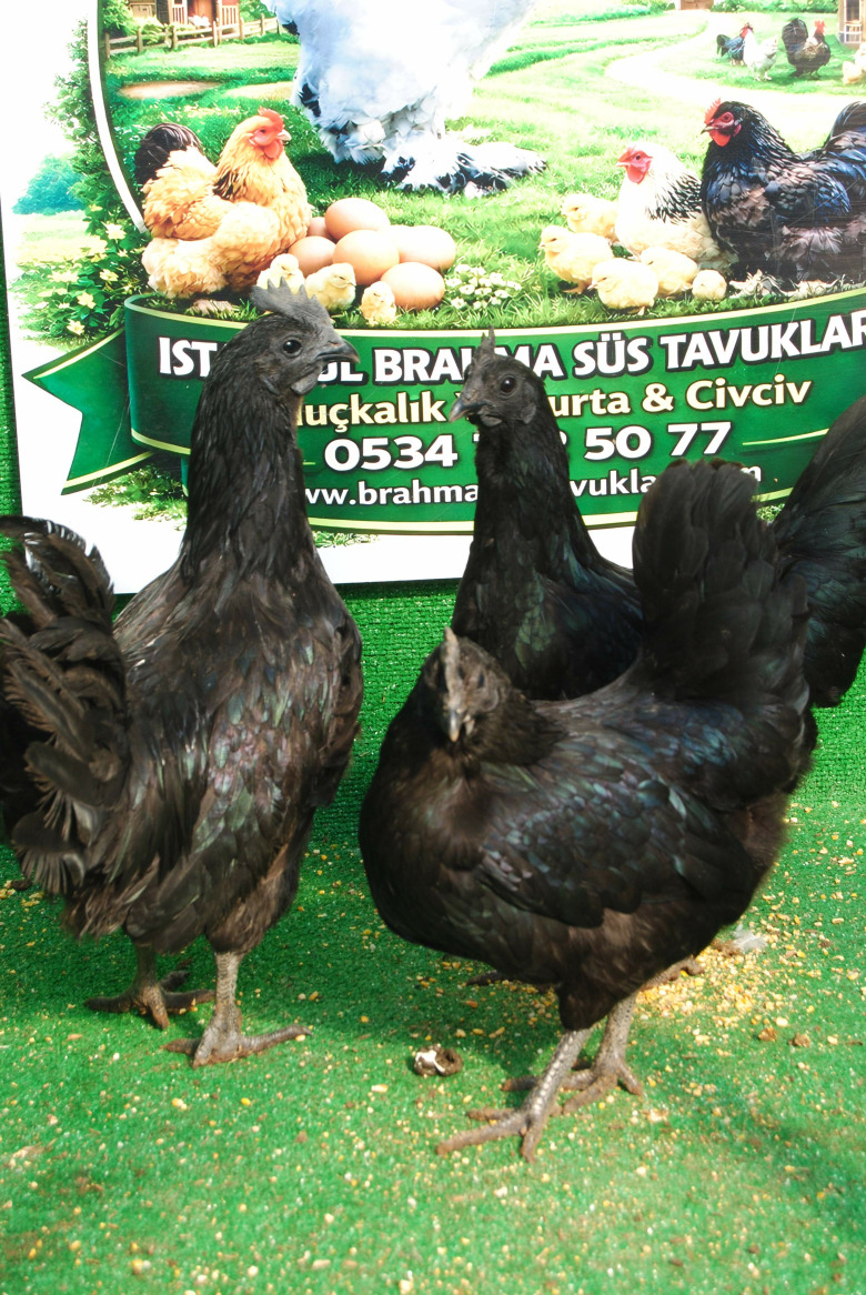 Ayem Cemani Kuluçkalik Yumurta