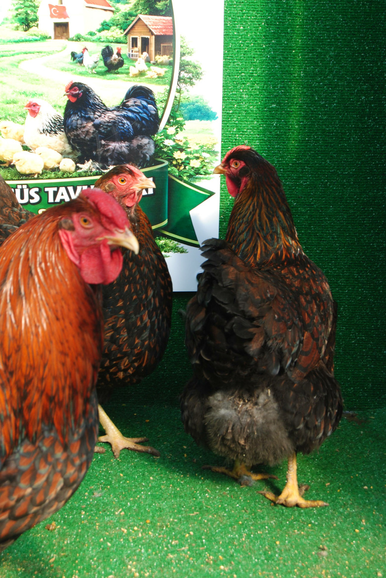 Gold Wyandotte Kuluçkalik Yumurta