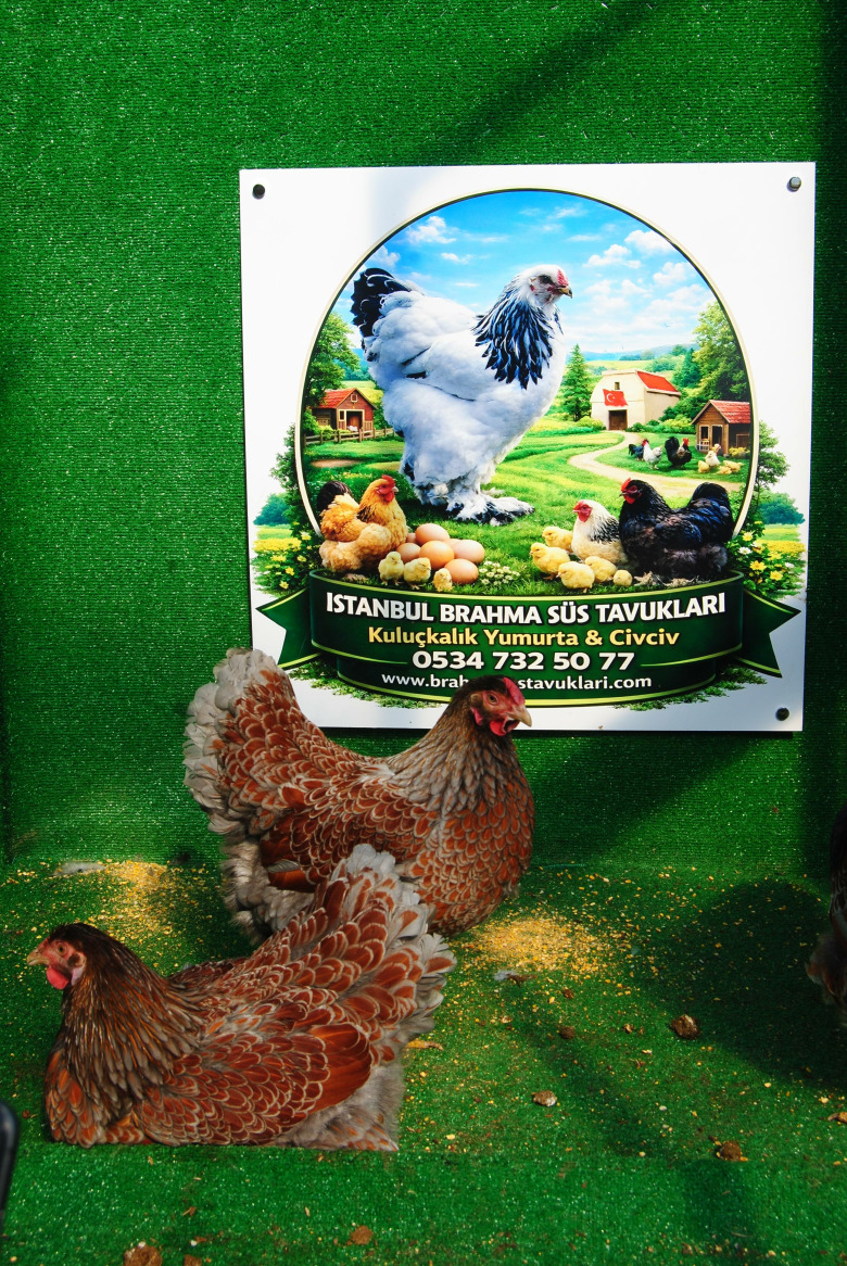 Red Blue Wyandotte Kuluçkalik Yumurta