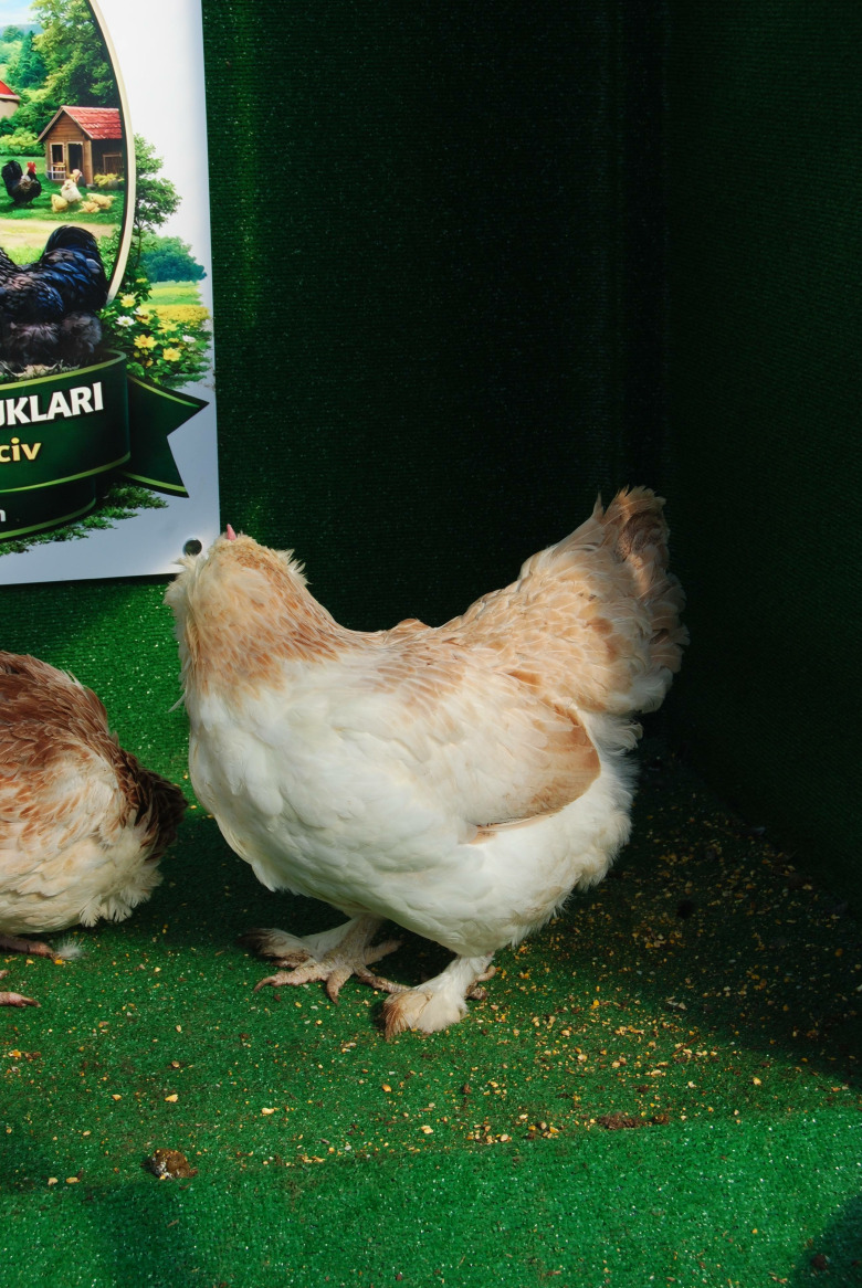 Salmon Favorelles Kuluçkalik Yumurta