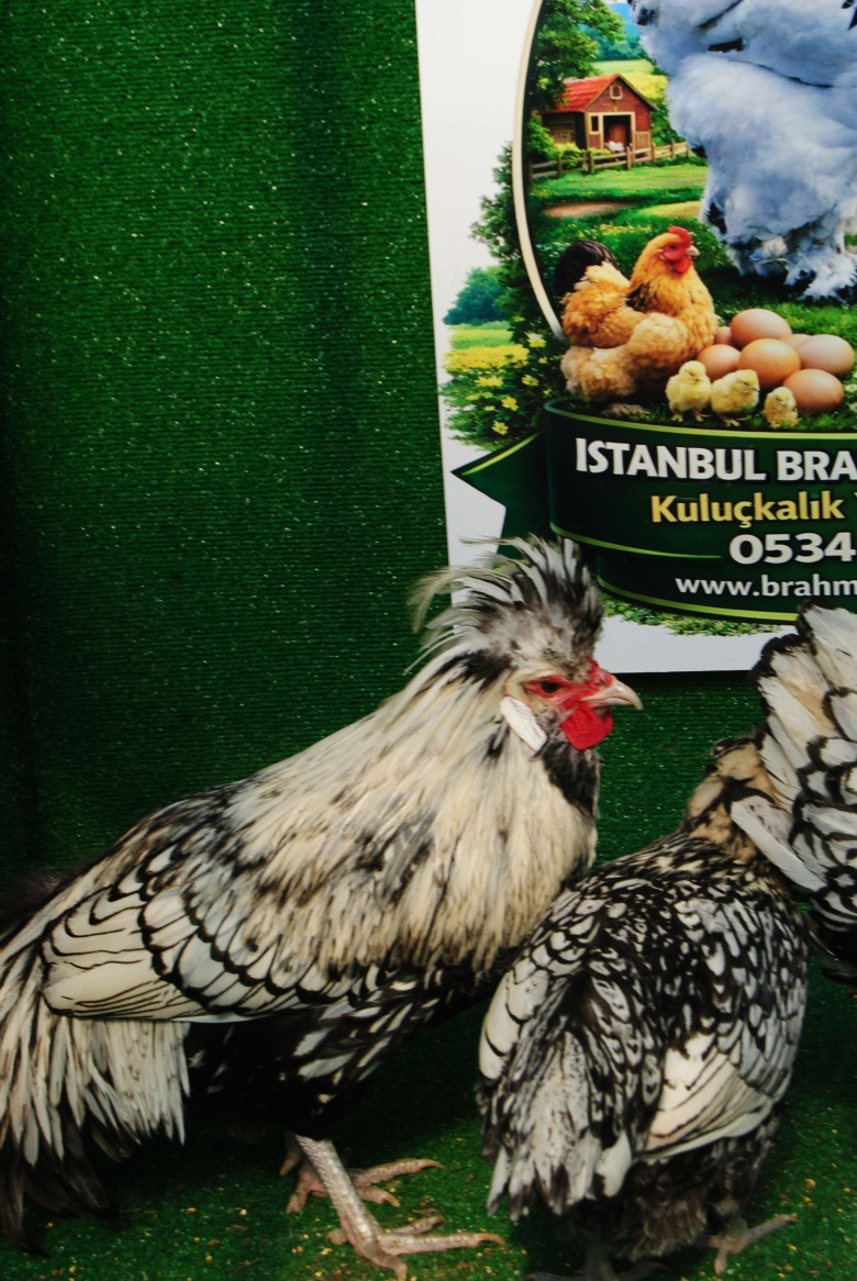 Gümüş Fizan Kuluçkalik Yumurta