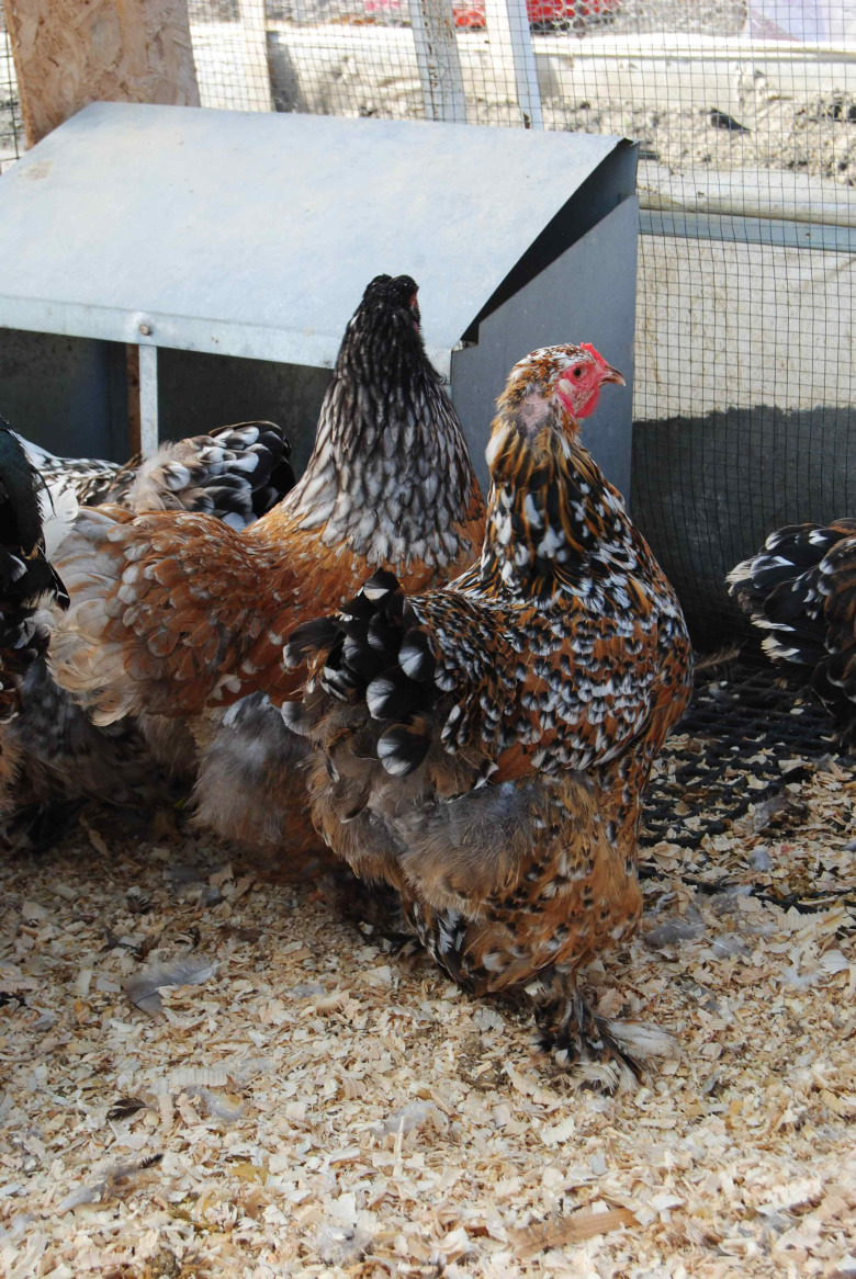 Porselen Brahma Kuluçkalik Yumurta