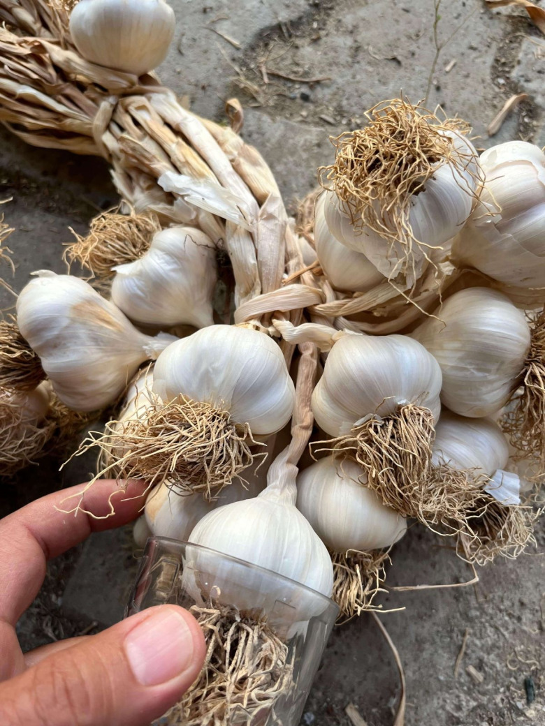 Taşköprü Sarımsağı Iri Boy 