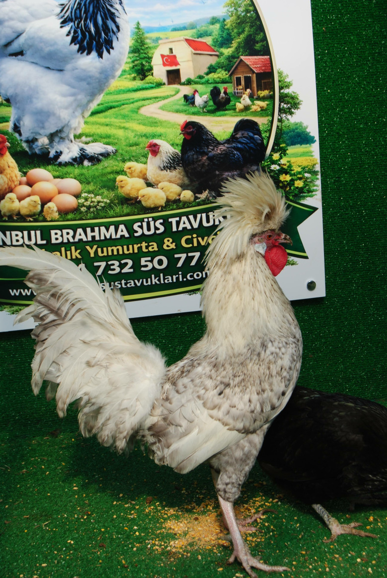 Coco Fizan Kuluçkalik Yumurta