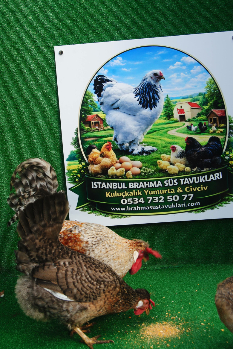 Cream Legbar Kuluçkalik Yumurta