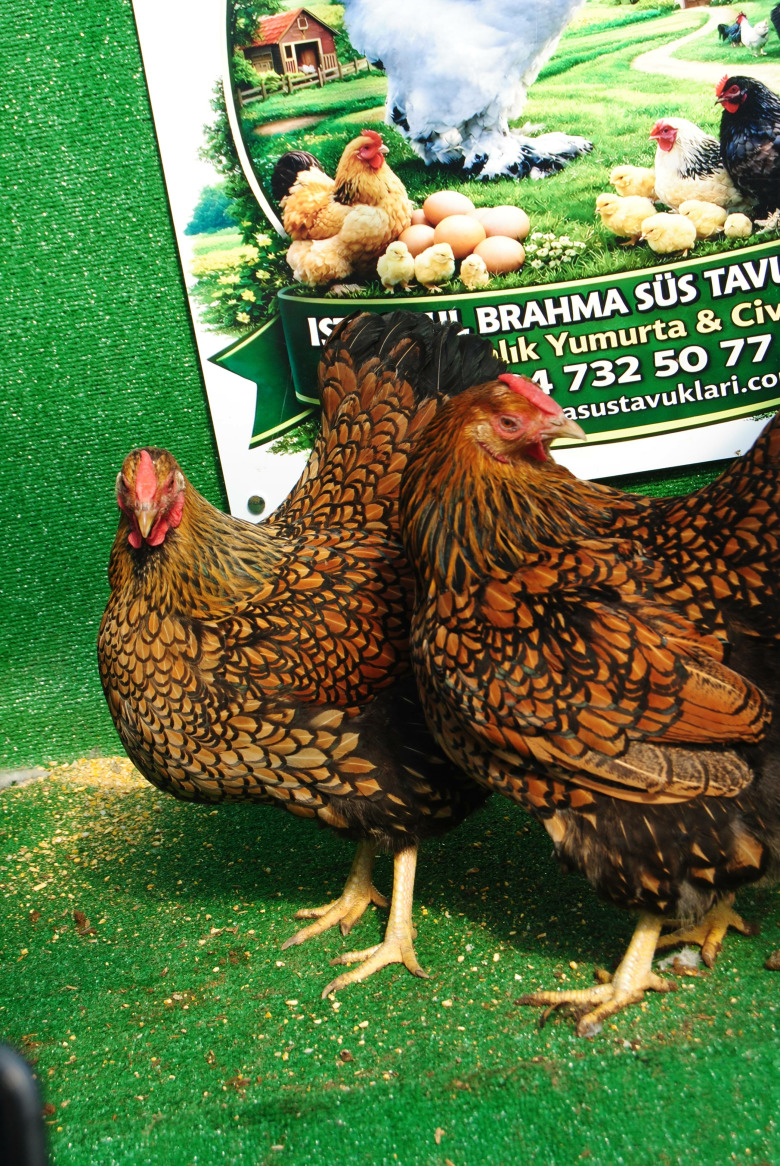 Gsg Wyandotte Kuluçkalik Yumurta