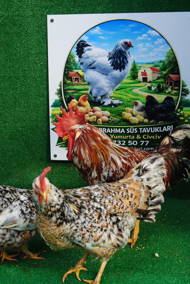 Porselen Ligorin Kuluçkalik Yumurta