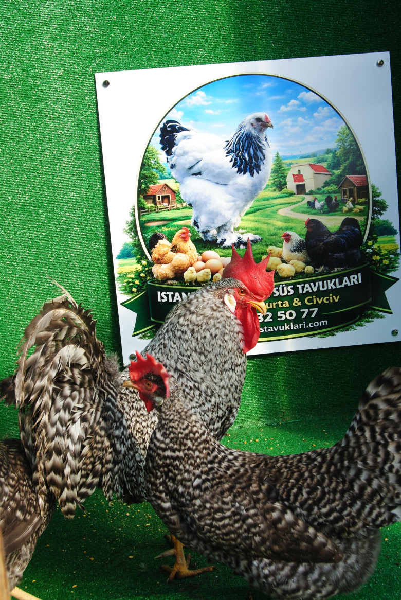 Coco Ligorin Kuluçkalik Yumurta