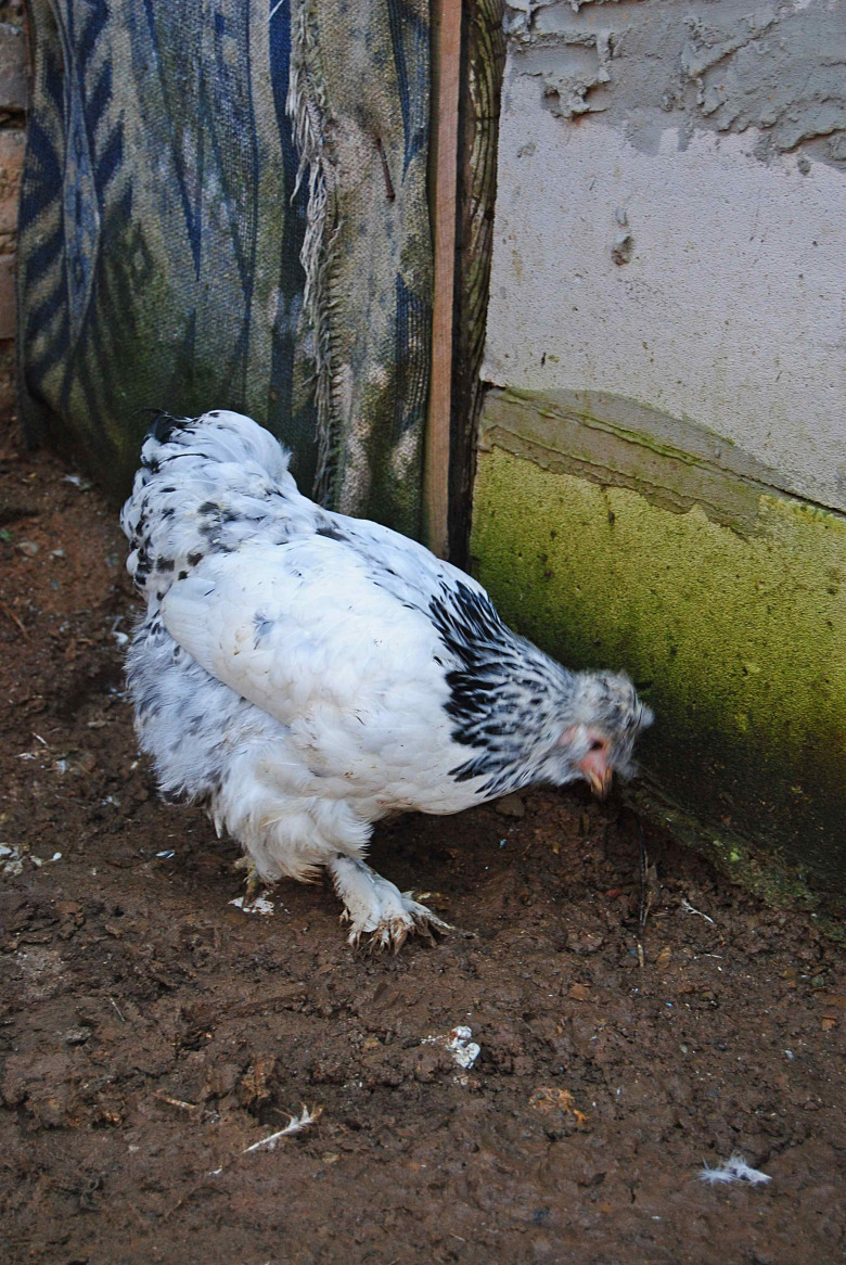 Park Brahma Kuluçkalik Yumurta