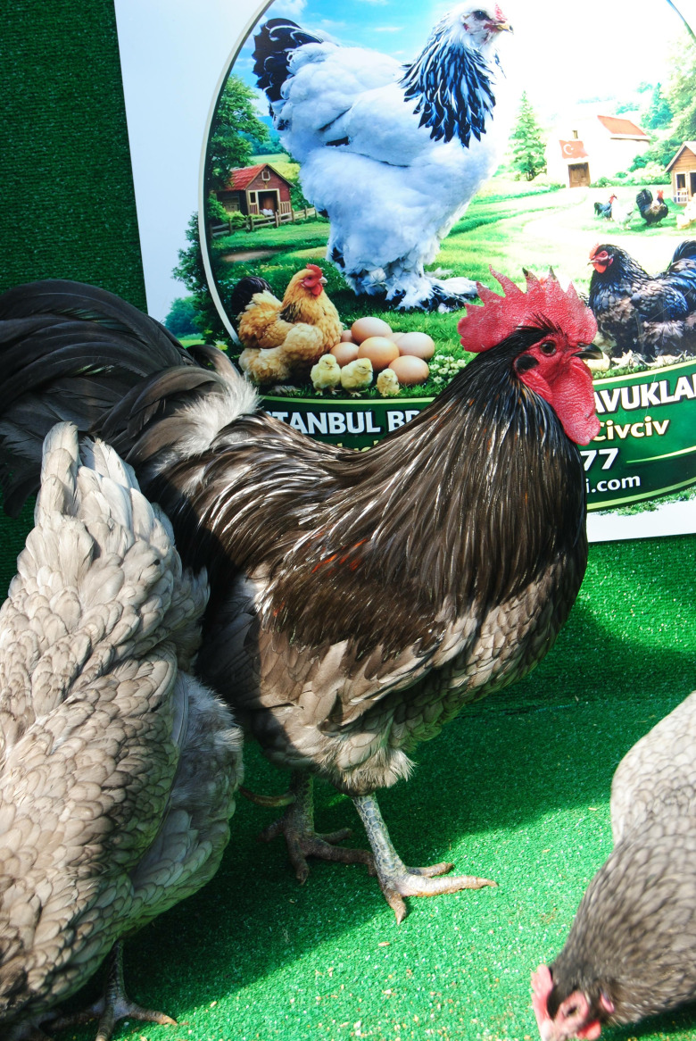 Blue Australop Kuluçkalik Yumurta