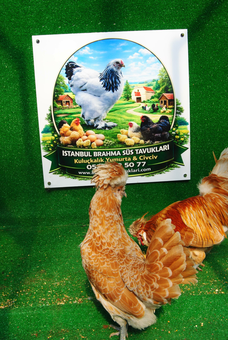 Portakal Fizan Kuluçkalik Yumurta