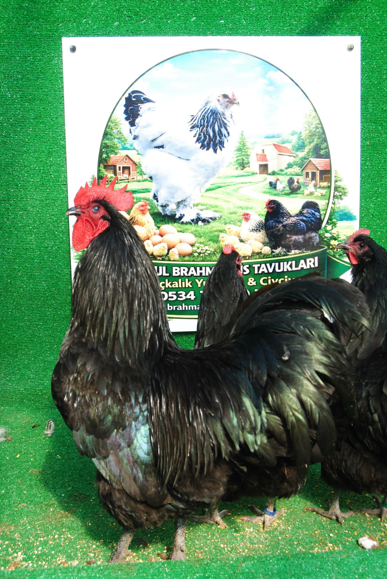 Black Australop Kuluçkalık Yumurta