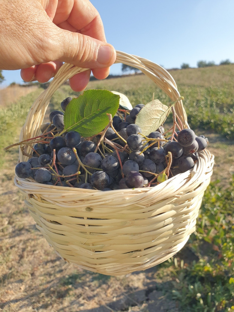 Taze Aronya Meyvesi 2 Kg. Pestisit Raporludur