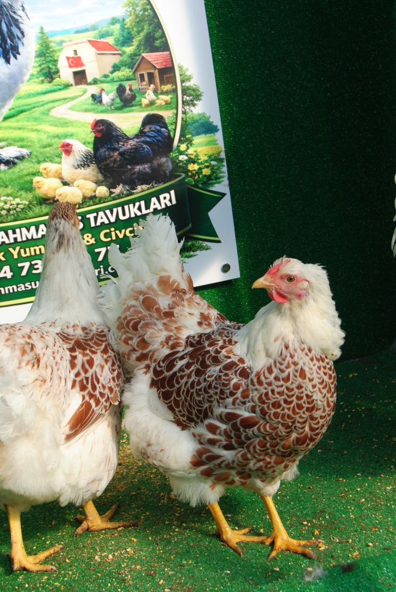 Splash Wyandotte Kuluçkalik Yumurta