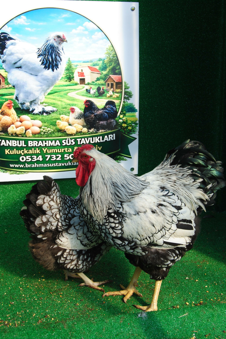 Silver Wyandotte Kuluçkalik Yumurta