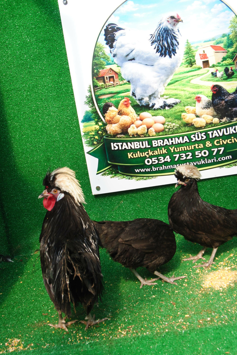 Rahibe Fizan Kuluçkalik Yumurta