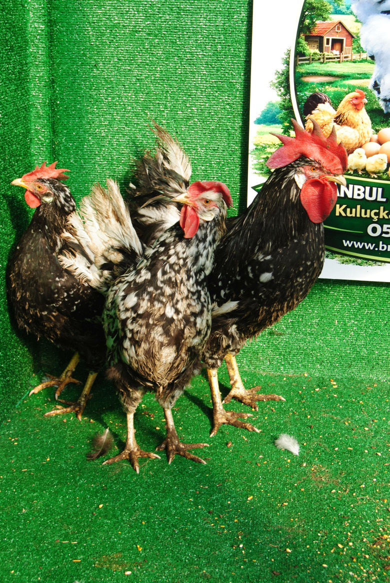 Black Modled Ligorin Kuluçkalık Yumurta