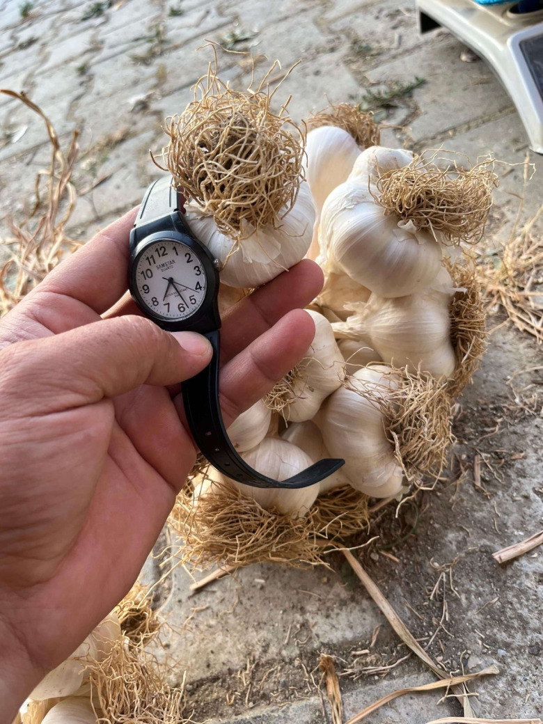 Taşköprü Sarımsağı Orta Boy