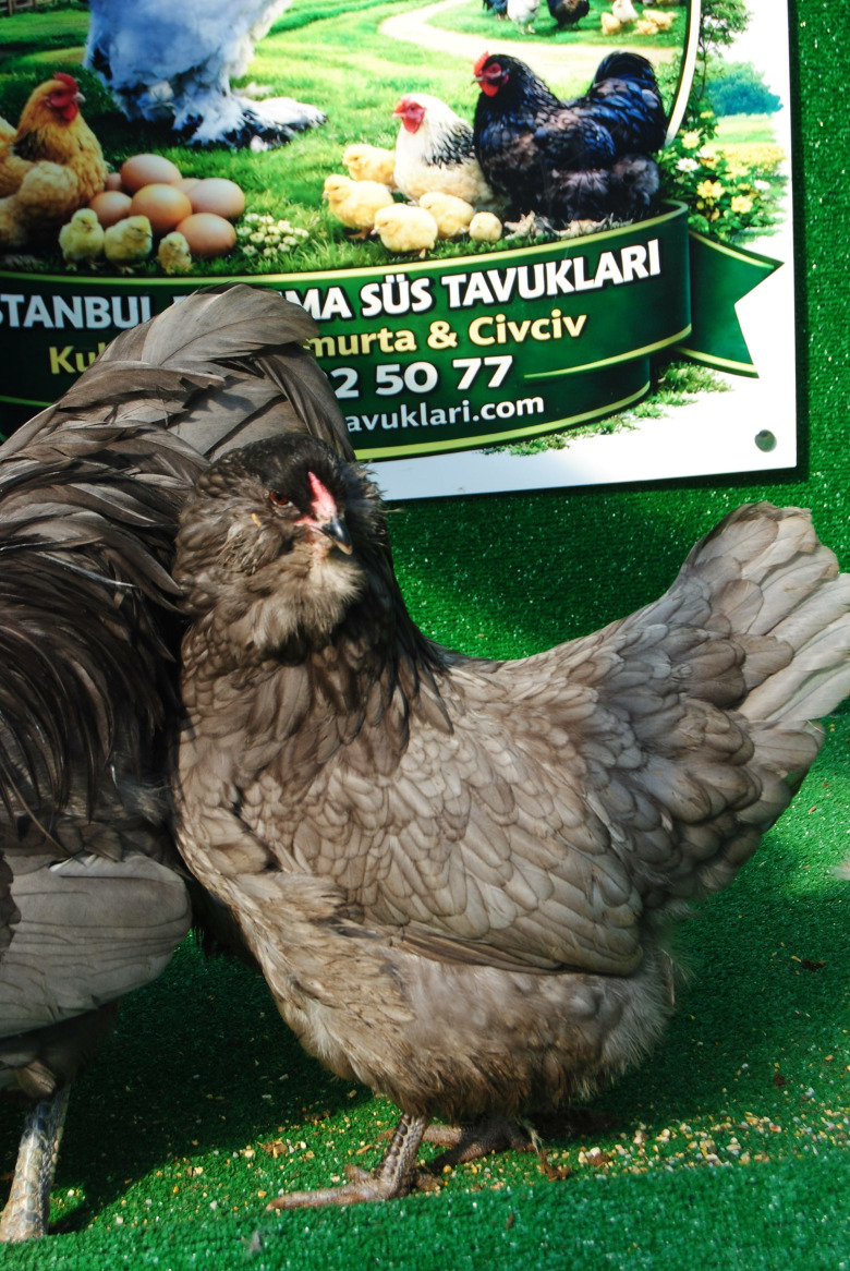 Blue Americuana Kuluçkalık Yumurta