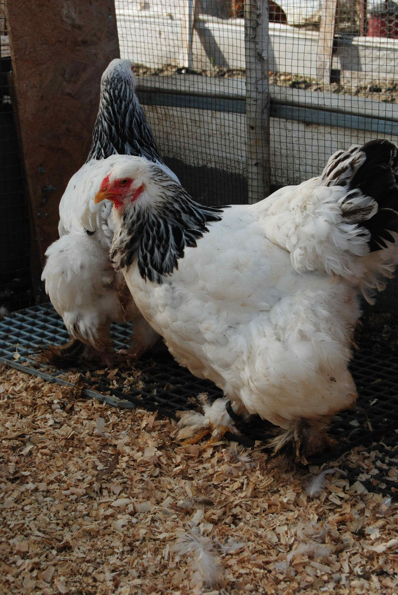 Light Brahma Kuluçkalik Yumurta 