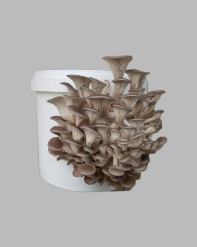 Kovada İstiridye Kavak Mantarı Yetiştirme Deneme Kiti