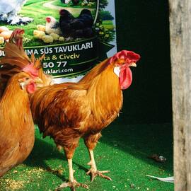 Buff Ligorin Kuluçkalik Yumurta