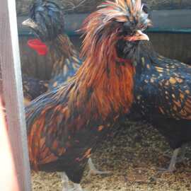 Gold Fizan Kuluçkalik Yumurta