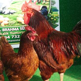 Rhode İsland Red (Rir) Kuluçkalik Yumurta