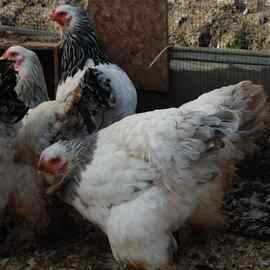 Light Blue Brahma Kuluçkalik Yumurta