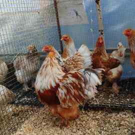 Lemon Pyle Brahma Kuluçkalik Yumurta 