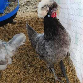 Blue Fizan Kuluçkalik Yumurta