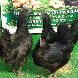 Ayem Cemani Kuluçkalik Yumurta