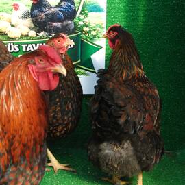 Gold Wyandotte Kuluçkalik Yumurta