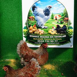 Red Blue Wyandotte Kuluçkalik Yumurta