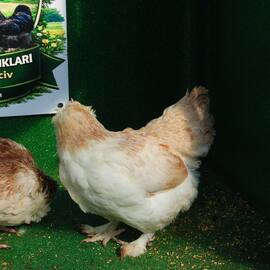 Salmon Favorelles Kuluçkalik Yumurta