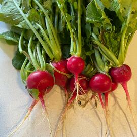 Organik Fındık Turp