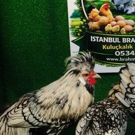 Gümüş Fizan Kuluçkalik Yumurta