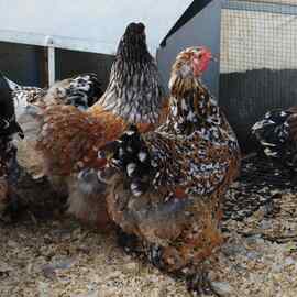 Porselen Brahma Kuluçkalik Yumurta